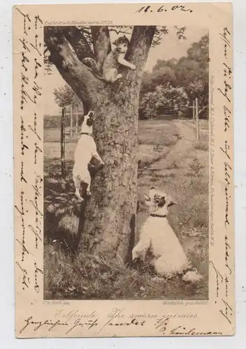 JAGD / Hunting / Jacht / Caccia / Chase / Caza / Lowiectwo, Hunde jagen Katze auf Baum, Künstler-AK Caspar von Reth,1902