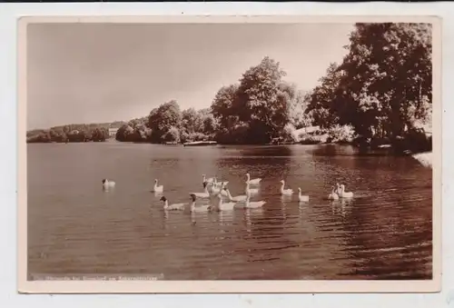 0-1234 SCHARMÜTZELSEE - DIENSDORF,  Uferpartie am Scharmützelsee, Schwäne, Verlag Lambeck - Grunewald