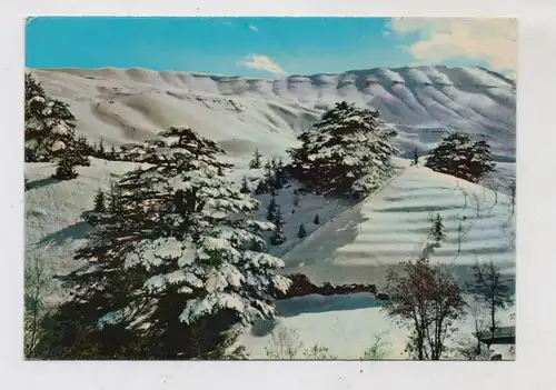 LIBANON - The Cedars