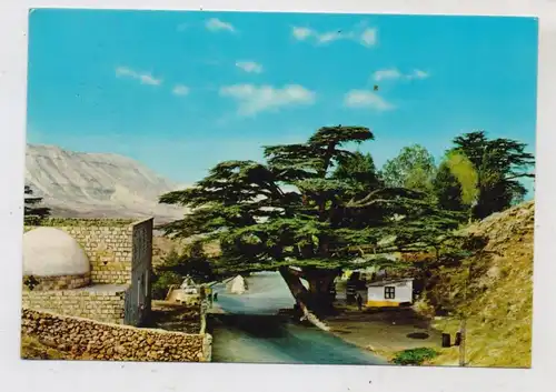 LIBANON - The Cedars