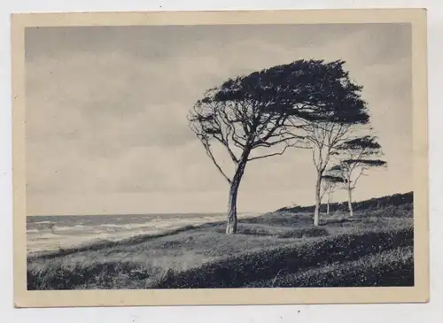 0-2593 AHRENSHOOP, Windflüchter auf dem Darß, GEBÜHR BEZAHLT 1948