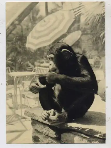 CH 6612 ASCONA TI, Zoo - Cafe Adebar, Schimpanse