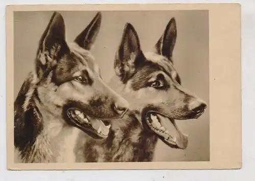HUNDE - SCHÄFERHUND / German Shepdog, 1939