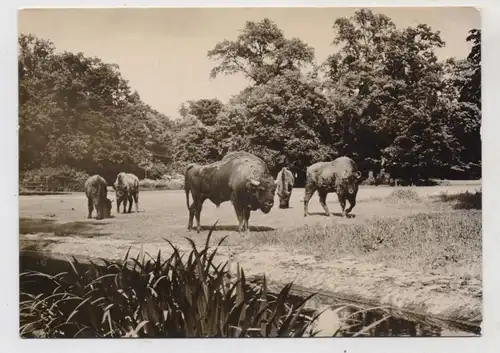 1000 BERLIN - FRIEDRICHSFELD, Tierpark Berlin (Zoo),, Wisente, 1963