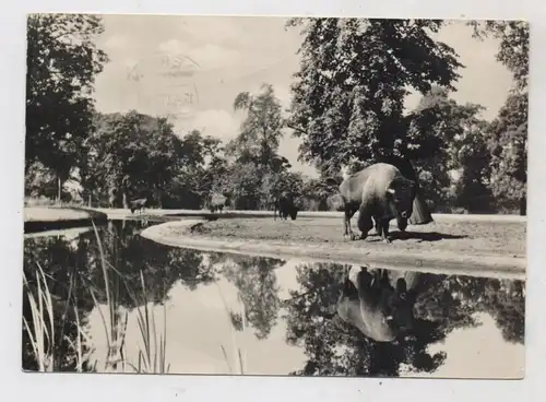 1000 BERLIN - FRIEDRICHSFELD, Tierpark Berlin (Zoo), ,Bison, 1966
