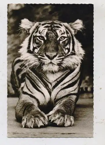 1000 BERLIN - TIERGARTEN, Zoo, Insel - Tiger