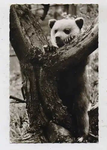 1000 BERLIN - TIERGARTEN, Zoo, Junger Braunbär