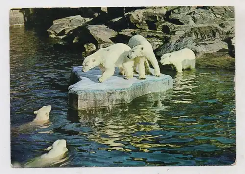 1000 BERLIN - FRIEDRICHSFELD, Tierpark Berlin (Zoo), ,Eisbären