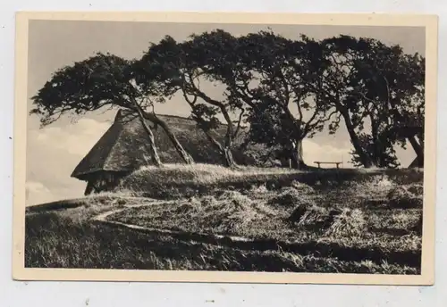 0-2593 AHRENSHOOP, Dornenhaus, Foto Wegscheider