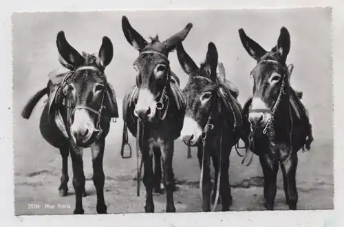 TIERE - ESEL / Donkeys, Viererbande