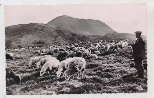 LANDWIRTSCHAFT - Schafherde, Puy - de - Dome