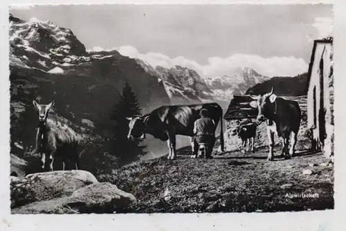 LANDWIRTSCHAFT - Alpwirtschaft, Kuhmelken