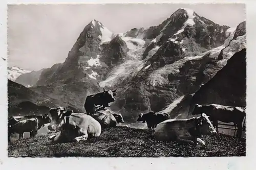 TIERE - KÜHE auf der Alm