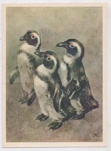 TIERE - PINGUINE / Penguins, Künstler - Karte Kurt Meyer - Eberhardt