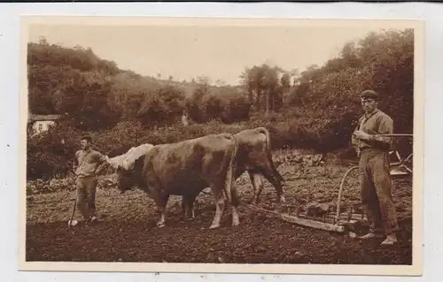 LANDWIRTSCHAFT - Ochsenpflug / Spanien - Escena Vasca