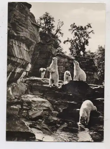1000 BERLIN - FRIEDRICHSFELD, Tierpark Berlin (Zoo), Eisbären, 1967