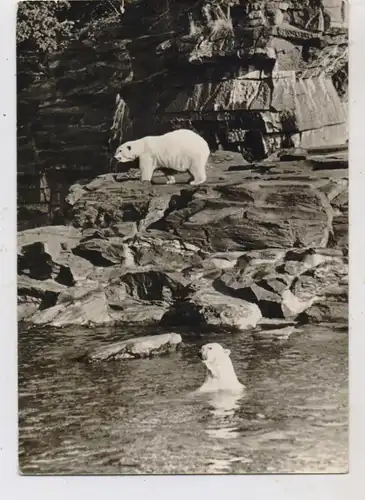 1000 BERLIN - FRIEDRICHSFELD, Tierpark Berlin (Zoo), Eisbären, 1970