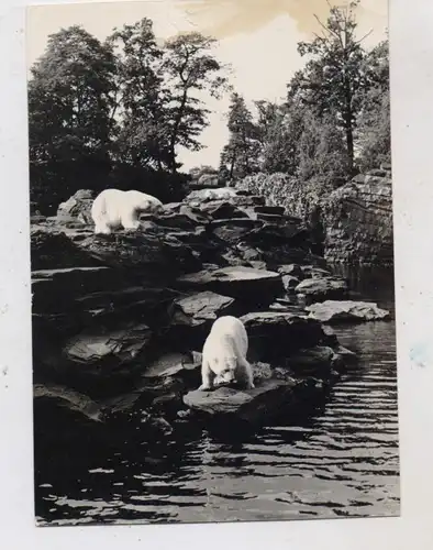 1000 BERLIN - FRIEDRICHSFELD, Tierpark Berlin (Zoo), Eisbären, 1965