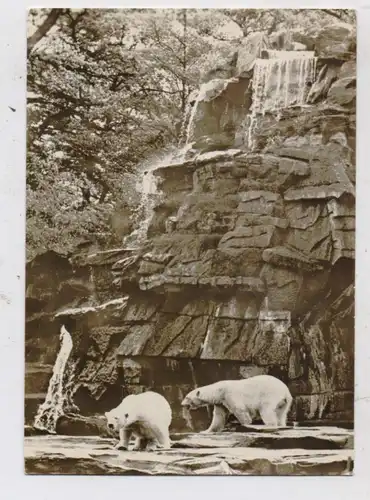 1000 BERLIN - FRIEDRICHSFELD, Tierpark Berlin (Zoo), Eisbären, 1964
