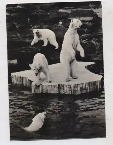 1000 BERLIN - FRIEDRICHSFELD, Tierpark Berlin (Zoo), Eisbären, 1966