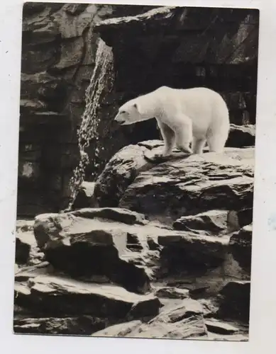 1000 BERLIN - FRIEDRICHSFELD, Tierpark Berlin (Zoo), Eisbären, 1965