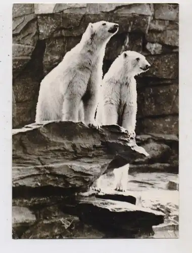 1000 BERLIN - FRIEDRICHSFELD, Tierpark Berlin (Zoo), Eisbären, 1965