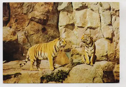 1000 BERLIN - TIERGARTEN, ZOO, Sibirische Tiger