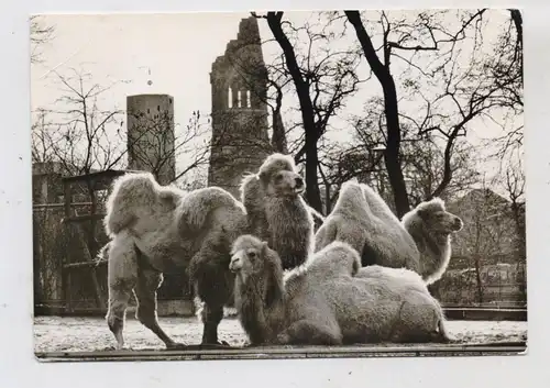 1000 BERLIN - TIERGARTEN, ZOO, Kamele