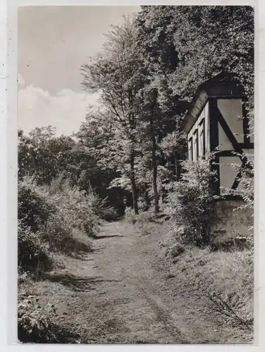 5920 BAD BERLEBURG, Waldweg im Burgfeld