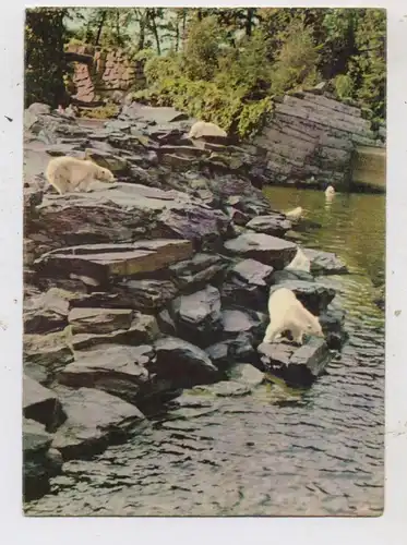 1000 BERLIN - FRIEDRICHSFELD, Tierpark Berlin / Zoo, ,Eisbären