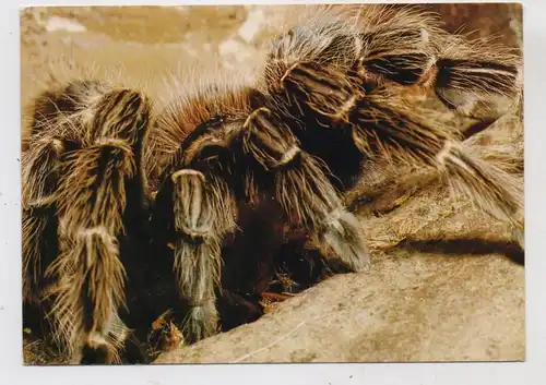 1000 BERLIN - TIERGARTEN, ZOO, Vogelspinne