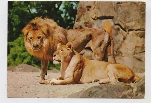 1000 BERLIN - TIERGARTEN, ZOO, Löwenpaar