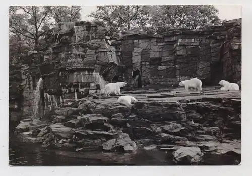 1000 BERLIN - FRIEDRICHSFELD, Tierpark Berlin (Zoo), Eisbären, 1964