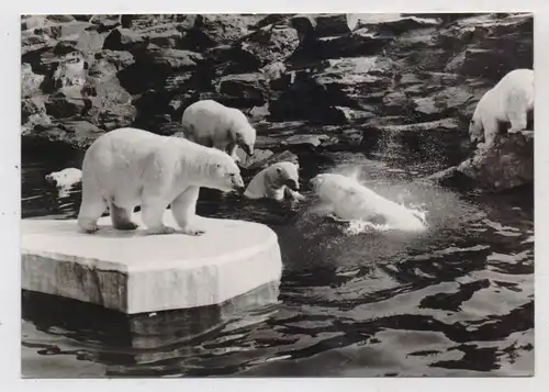 1000 BERLIN - FRIEDRICHSFELD, Tierpark Berlin (Zoo), Eisbären, 1972