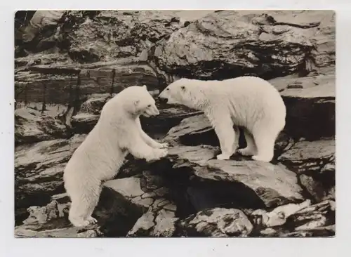 1000 BERLIN - FRIEDRICHSFELD, Tierpark Berlin (Zoo), Eisbären, 1963
