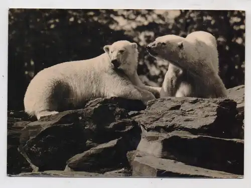 1000 BERLIN - FRIEDRICHSFELD, Tierpark Berlin (Zoo), Eisbären, 1963