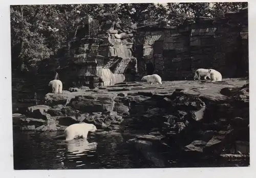 1000 BERLIN - FRIEDRICHSFELD, Tierpark Berlin (Zoo), Eisbären, 1967