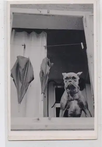 7000 STUTTGART, Hugendubel - Schirme / Umbrella / Parapluie / Ombrela / Paraplu - Boxerhund mit Schirmen,  Photo-AK