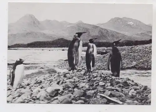 SOUTH GEORGIA / SÜDGEORGIEN, Pinguinfamilie