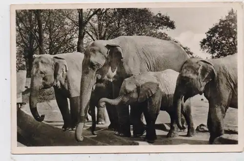 2000 HAMBURG - STELLINGEN, Hagenbecks Tierpark / Zoo, Elefanten - Freianlage