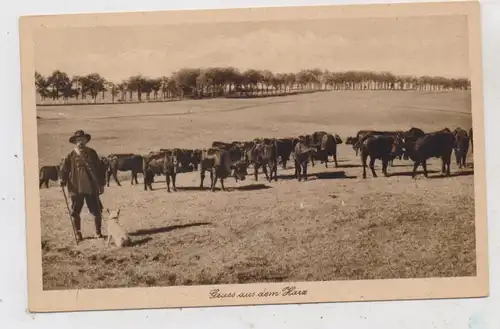LANDWIRTSCHAFT - Rinderherde, Hirte, Hirtenhund