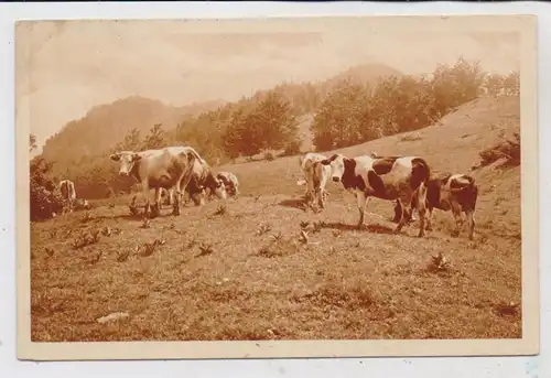 LANDWIRTSCHAFT - VIEHZUCHT, Kuhherde, Schweizer Heimatschutzpostkarte, Ortsstempel BALGACH 1919
