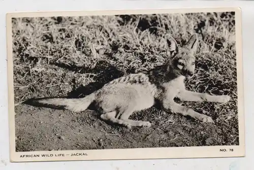 TIERE - SCHAKAL / Jackal, African Wild Life