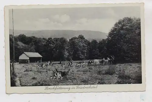 5455 RENGSDORF - DATZEROTH, Hirschfütterung bei Forsthaus Friedrichstal, 1938