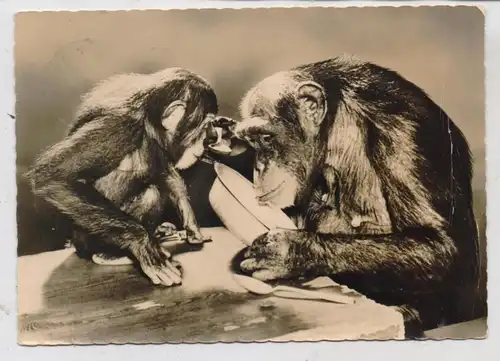1000 BERLIN - FRIEDRICHSFELD, Tierpark Berlin (Zoo), Schimpansen, Druckstelle, 1957