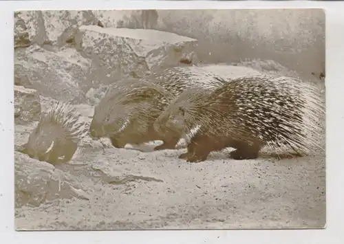 1000 BERLIN - FRIEDRICHSFELD, Tierpark Berlin (Zoo), Weissschwanztachelschweine