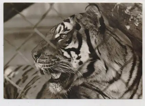 1000 BERLIN - FRIEDRICHSFELD, Tierpark Berlin (Zoo), Bengal - Tiger