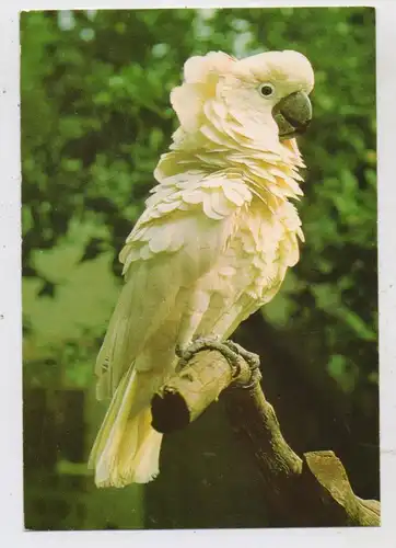 TIERE - ZOO, Vogelpark Walsrode, Molukken - Kakadu