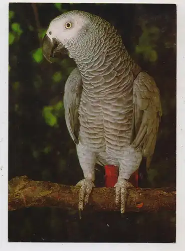 TIERE - ZOO, Vogelpark Walsrode, Graupapagei