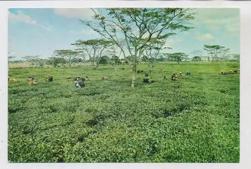 MALAWI - MULANJE, Tea plucking